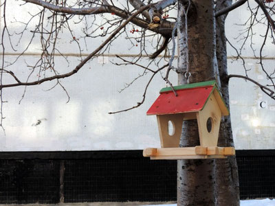 Изрображение 'Минэкологии объявило об акции «Помощь птицам зимой»'