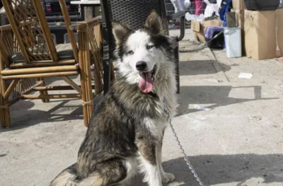 Изрображение 'Живого пса спасли в Турции после 22 дней после землетрясения (видео)'