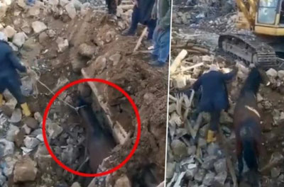 Изрображение 'В Турции под завалами раскопали живую лошадь (видео)'