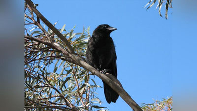 Изрображение 'В ПРИМОРСКОМ САФАРИ-ПАРКЕ ВОРОНУ НАУЧИЛИ ГОВОРИТЬ ПО-АНГЛИЙСКИ (ВИДЕО)'