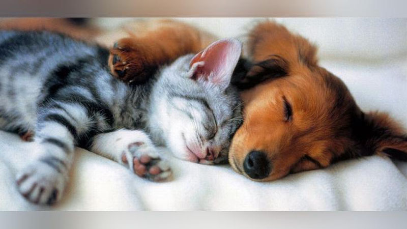 Изрображение 'ФУТУРОЛОГИ: ЧЕРЕЗ 10 ЛЕТ КОШКИ И СОБАКИ ЗАГОВОРЯТ СО СВОИМИ ХОЗЯЕВАМИ'