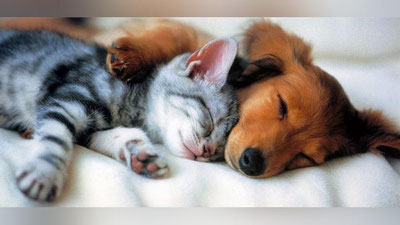 Изрображение 'ФУТУРОЛОГИ: ЧЕРЕЗ 10 ЛЕТ КОШКИ И СОБАКИ ЗАГОВОРЯТ СО СВОИМИ ХОЗЯЕВАМИ'