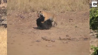 Изрображение 'ЖЕСТОКАЯ БИТВА ТИГРА С МЕДВЕДИЦЕЙ ПОПАЛА НА ВИДЕО'