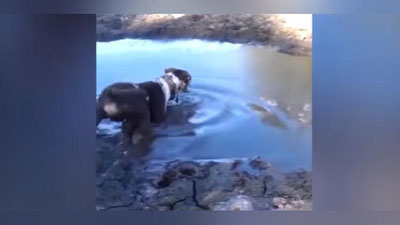 Изрображение 'ЖЕНЩИНА НЕЧАЯННО СНЯЛА НАПАДЕНИЕ КРОКОДИЛА НА ЕЕ ПИТОМЦА (ВИДЕО)'