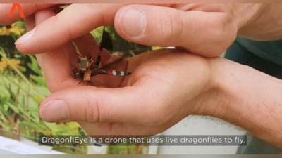 Изрображение 'УЧЕНЫЕ СОЗДАЛИ СТРЕКОЗУ-КИБОРГА (ВИДЕО)'