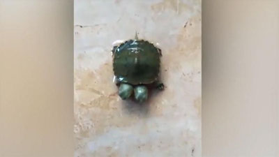 Изрображение 'В ТАИЛАНДЕ РОДИЛАСЬ ДВУХГОЛОВАЯ ЧЕРЕПАХА (ВИДЕО)'