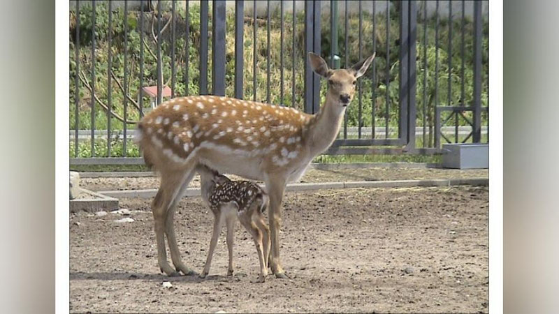 Изрображение 'До конца года в Андижане откроется большой зоопарк'