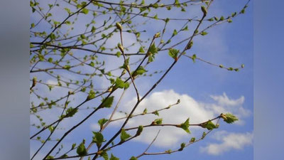 Изрображение 'В УЗБЕКИСТАН ПРИДЕТ ДОЛГОЖДАННАЯ ВЕСНА'