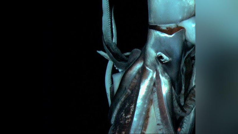 Изрображение 'У японcких берегов обнаружили загадочное существо'