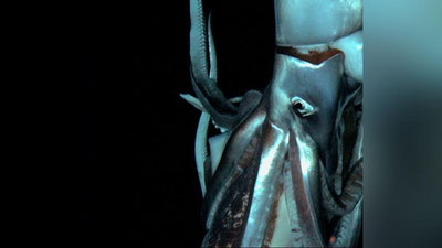 Изрображение 'У японcких берегов обнаружили загадочное существо'