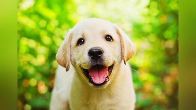 Изрображение '​КАК УБЕРЕЧЬ СОБАКУ ОТ ЭНТЕРИТА?'