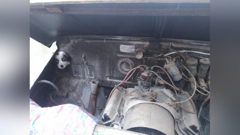 Изрображение 'В ЗАНГИОТЕ СПАСЛИ ЩЕНКА, ЗАСТРЯВШЕГО В МОТОРЕ АВТОМОБИЛЯ'