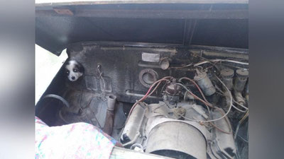 Изрображение 'В ЗАНГИОТЕ СПАСЛИ ЩЕНКА, ЗАСТРЯВШЕГО В МОТОРЕ АВТОМОБИЛЯ'