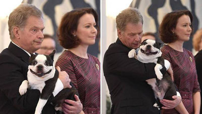 Изрображение 'ПЕРВЫЙ ПЕС ФИНЛЯНДИИ ПРОСЛАВИЛСЯ БЛАГОДАРЯ СВОЕЙ УЛЫБКЕ (ФОТО)'