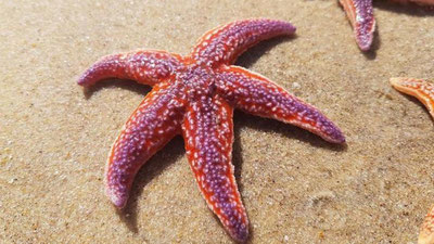 Изрображение 'ТЫСЯЧИ ЗВЕЗД ВЫБРОСИЛО НА БЕРЕГ НА САХАЛИНЕ (ВИДЕО)'