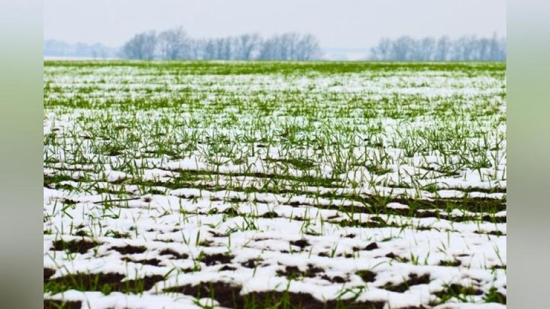 Изрображение 'САМАРКАНДСКИЕ УЧЕНЫЕ ПРИДУМАЛИ, КАК ЗАЩИТИТЬ РАСТЕНИЯ ОТ МОРОЗОВ'