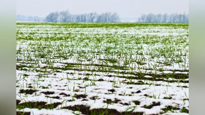 Изрображение 'САМАРКАНДСКИЕ УЧЕНЫЕ ПРИДУМАЛИ, КАК ЗАЩИТИТЬ РАСТЕНИЯ ОТ МОРОЗОВ'