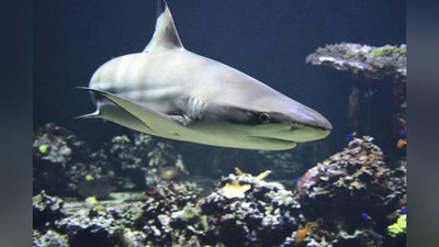 Изрображение 'ГРУППА АКУЛ АТАКОВАЛА БАТИСКАФ СЪЕМОЧНОЙ ГРУППЫ (ВИДЕО)'