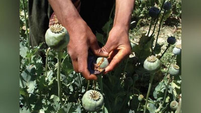 Изрображение 'КРИМИНАЛЬНАЯ ИСТОРИЯ: "ТРАВНИКУ"- РЕЦИДИВИСТУ ДАЛИ 11 ЛЕТ ТЮРЬМЫ'