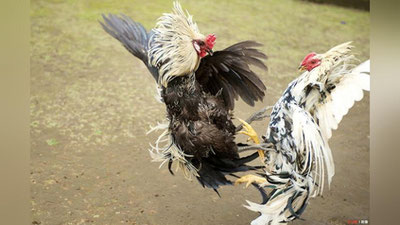 Изрображение 'ЗА ОРГАНИЗАЦИЮ ПЕТУШИНЫХ БОЕВ НАМАНГАНЕЦ ПОЛУЧИЛ 4 ГОДА ТЮРЬМЫ'