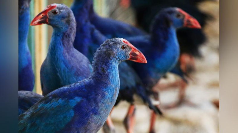 Изрображение 'В ТАШКЕНТСКИЙ ЗООПАРК ПОСТУПИЛИ НОВЫЕ ПИТОМЦЫ'