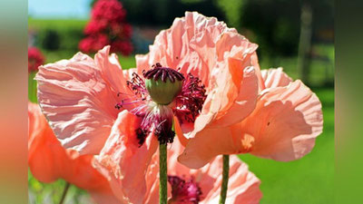 Изрображение 'КРИМИНАЛЬНАЯ ИСТОРИЯ: «ЧУДО-ЛУК» НА ТЫСЯЧИ ДОЛЛАРОВ'