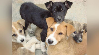 Изрображение 'ЗООЗАЩИТНИКИ ПРИЗЫВАЮТ ВЛАСТИ ТАШКЕНТА РЕОРГАНИЗОВАТЬ СЛУЖБУ ОТЛОВА В СЛУЖБУ СПАСЕНИЯ'