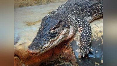 Изрображение 'СЕМЬЯ В США ОБНАРУЖИЛА В СВОЕМ БАССЕЙНЕ ОГРОМНОГО АЛЛИГАТОРА (ВИДЕО)'