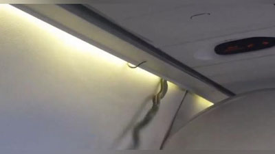 Изрображение 'ЗМЕЯ НАПУГАЛА ПАССАЖИРОВ МЕКСИКАНСКОГО САМОЛЕТА (ВИДЕО)'