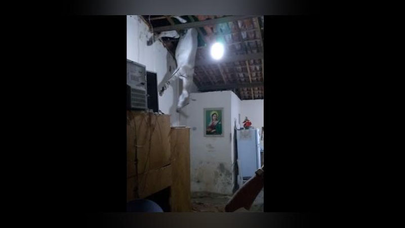 Изрображение 'НА БРАЗИЛЬСКУЮ СЕМЬЮ С ПОТОЛКА СВАЛИЛСЯ ОСЕЛ (ВИДЕО)'