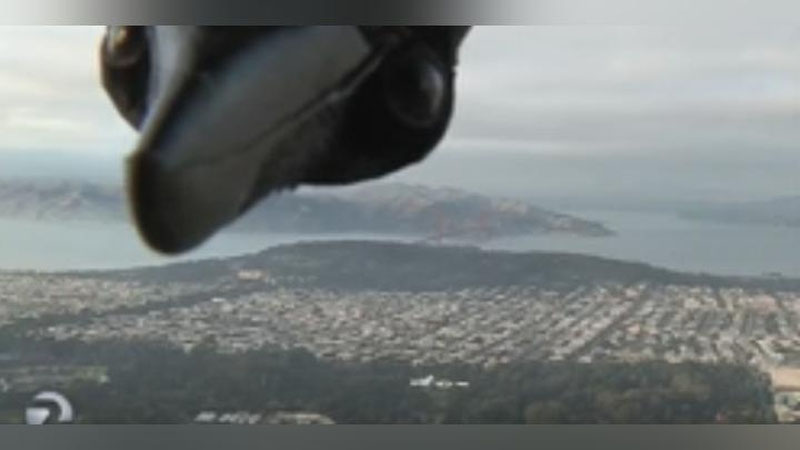 Изрображение 'ГИГАНТСКАЯ ПТИЦА СОРВАЛА ПРОГНОЗ ПОГОДЫ НА ТВ (ВИДЕО)'