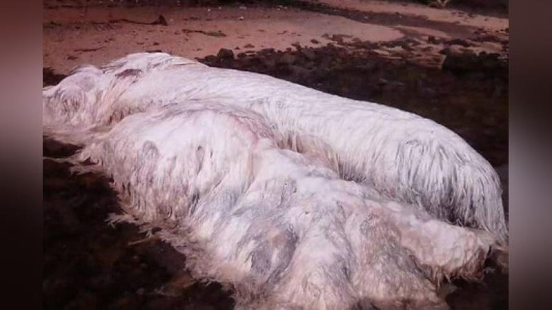 Изрображение 'НЕИЗВЕСТНОГО МОНСТРА ВЫНЕСЛО НА БЕРЕГ ФИЛИППИН (ФОТО)'