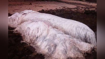 Изрображение 'НЕИЗВЕСТНОГО МОНСТРА ВЫНЕСЛО НА БЕРЕГ ФИЛИППИН (ФОТО)'