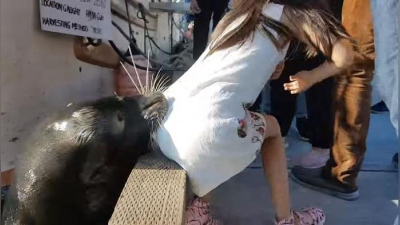 Изрображение 'В КАНАДЕ МОРСКОЙ ЛЕВ УТАЩИЛ ДЕВОЧКУ ПОД ВОДУ (ВИДЕО)'