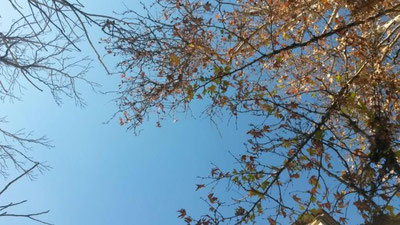 Изрображение 'ПОГОДА НА 11 НОЯБРЯ: В ТАШКЕНТЕ НЕМНОГО ПОТЕПЛЕЕТ'