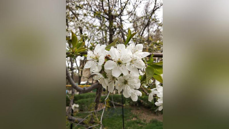 Изрображение 'ПОГОДА НА 25 МАРТА: В ТАШКЕНТЕ ДНЕМ ВЫШЕ 30 ГРАДУСОВ'