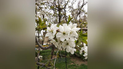 Изрображение 'ПОГОДА НА 25 МАРТА: В ТАШКЕНТЕ ДНЕМ ВЫШЕ 30 ГРАДУСОВ'