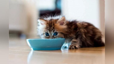 Изрображение 'ЧЕМ КОРМИТЬ ДОМАШНЕЕ ЖИВОТНОЕ?'