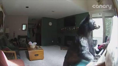 Изрображение 'МЕДВЕДЬ ПРОБРАЛСЯ В ЖИЛОЙ ДОМ И СЫГРАЛ НА ПИАНИНО (ВИДЕО)'