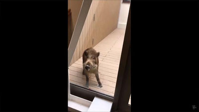 Изрображение 'ИЗ-ЗА ПАРЫ ДИКИХ КАБАНОВ В ЯПОНИИ ЭВАКУИРОВАЛИ ШКОЛУ (ВИДЕО)'