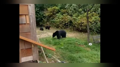 Изрображение 'ВИДЕО: КАНАДЕЦ ВЕЖЛИВО ПОПРОСИЛ МЕДВЕДЕЙ УЙТИ В ЛЕС'