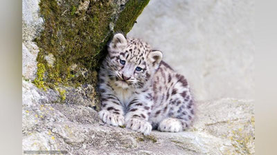 Изрображение 'В УЗБЕКИСТАНЕ ЗАПУЩЕН НОВЫЙ ПРОЕКТ ДЛЯ СПАСЕНИЯ СНЕЖНОГО БАРСА'