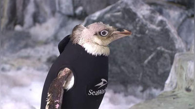 Изрображение 'ОБЛЫСЕВШЕМУ ПИНГВИНУ СШИЛИ ГИДРОКОСТЮМ (ВИДЕО)'