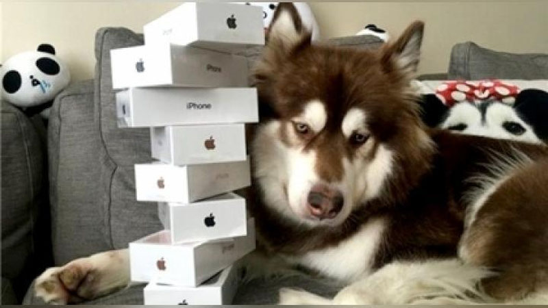 Изрображение 'СЫН МИЛЛИАРДЕРА ИЗ КНР КУПИЛ СВОЕМУ ПСУ ВОСЕМЬ iPHONE 7'