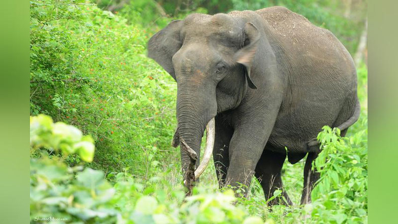 Изрображение 'СЛОН ЗАТОПТАЛ ЛЮБИТЕЛЯ СЕЛФИ В ИНДИИ (ВИДЕО)'