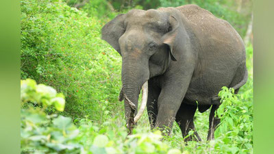 Изрображение 'СЛОН ЗАТОПТАЛ ЛЮБИТЕЛЯ СЕЛФИ В ИНДИИ (ВИДЕО)'