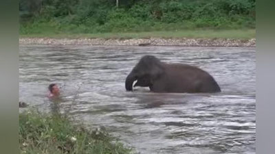 Изрображение 'СЛОНЕНОК БРОСИЛСЯ В БУРНУЮ РЕКУ НА ПОМОЩЬ ЧЕЛОВЕКУ (ВИДЕО)'