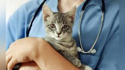 'Миришкорда 6 нафар Ветернария ходимига жами 39 960 000 сўм тўлаб берилди'ning rasmi