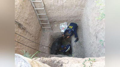 Изрображение 'Под Термезом спасатели с помощью "ручного крана" подняли упавшую в колодец корову'