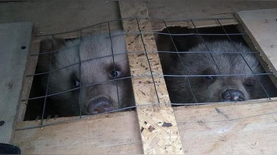 Изрображение 'В Самаре остановили автомобиль, водитель которого вез 4-х медвежат в Узбекистан (фото)'